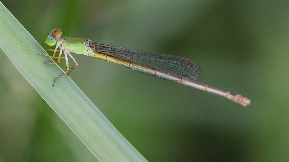 J19_9238 Ceriagrion coromandelianum female.JPG